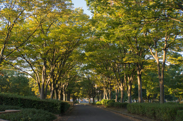 Obraz premium Autumn tree in a park at sunset