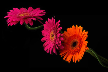 Pink and orange gerbera with stem isolated on black background