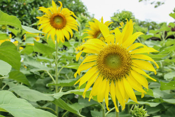 Obraz premium Sunflowers fields in garden outdoor close up