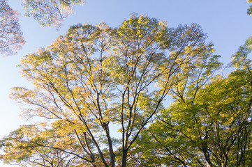 Obraz premium Autumn scenery with dry leaves and sunshine.