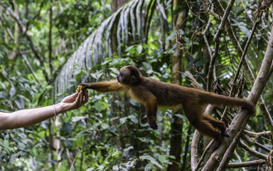 Feeding monkeys at Monkey Island Reserve is okay and encouraged by local communities. Capuchin monkey in the rainforest getting feeded by human.