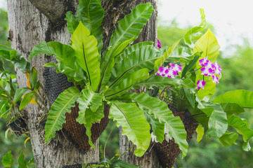 Bird's nest fern and purple orchid hanging on tree in garden, Asplenium nidus © lamyai