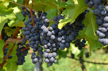 Rotwein, Trauben, Weingarten, Winzer