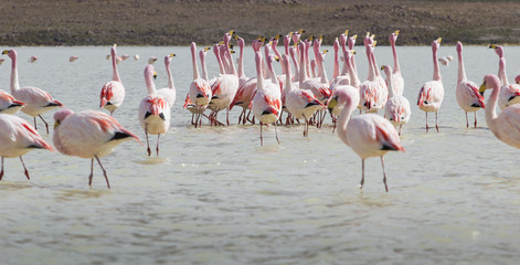 Flamingos on lake in Andes, the southern part of Bolivia