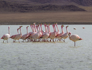 Fototapeta premium Flamingos on lake in Andes, the southern part of Bolivia
