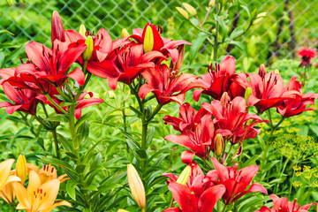 Flowerbed with red lily flowers