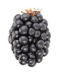 Blackberry fruit on white
