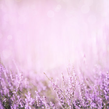 Blurred Purple Floral Background