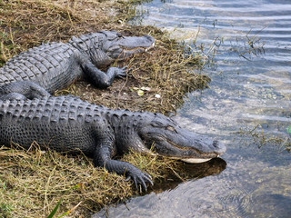 American Alligator Couple