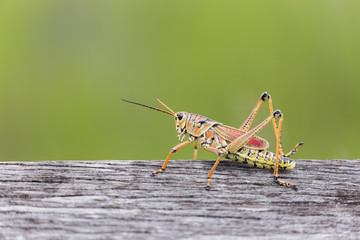 Grasshopper