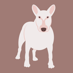 bull terrier dog vector illustration style Flat