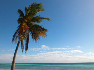Fototapeta na wymiar Palm Tree infront of the turquoise ocean