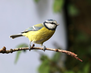 Close up of a Blue Tit perched on a branch in autumn