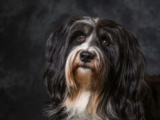 Tibetan Terrier