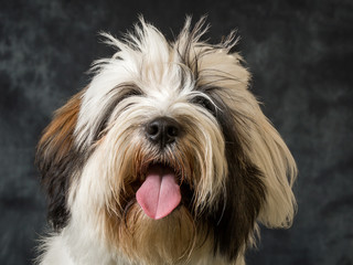 Tibetan Terrier
