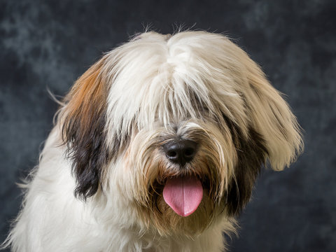 Tibetan Terrier