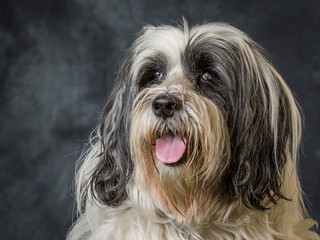Tibetan Terrier