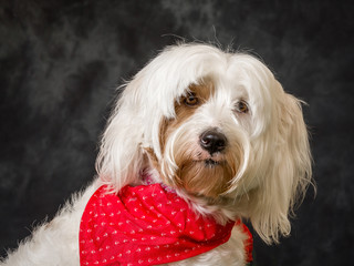 Tibetan Terrier