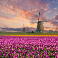 Landscape with Fields of Tulip