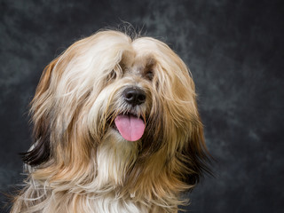 Tibetan Terrier