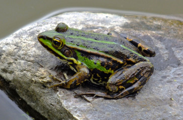 Frog