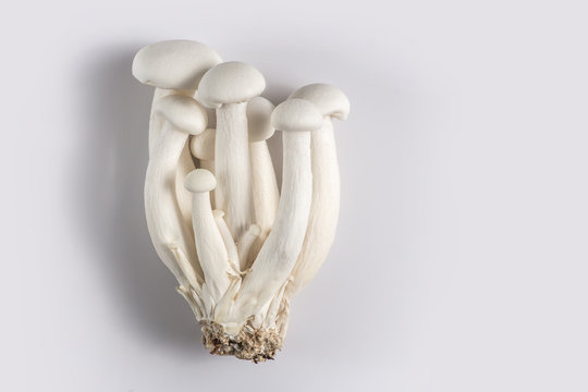 mushroom top view, shimeji mushroom on white background