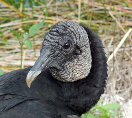 Vulture