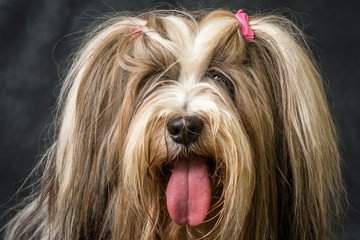 Tibetan Terrier