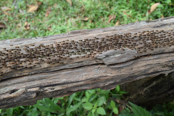 Fototapeta premium termite