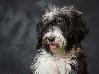 Tibetan Terrier