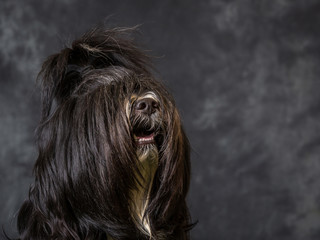 Naklejka premium Tibetan Terrier