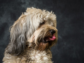 Tibetan Terrier