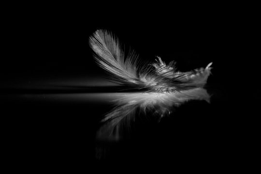 Reflection of feather on a black background
