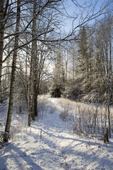 A winter wonderland in Finland. A path is going away.