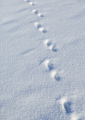 Animal tracks in the deep snow on the lake ice. Image taken during sunny winter day.