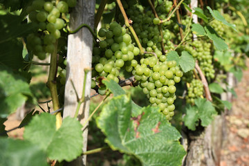 Fototapeta premium Rebstöcke auf einem Weinberg an der Mosel