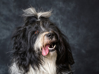 Tibetan Terrier
