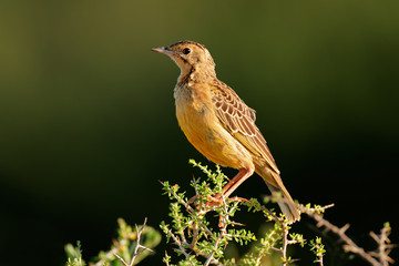 An orange-throated longclaw (Macronyx capensis) sitting on a branch, South Africa.