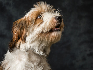 Tibetan Terrier