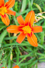 Beautiful flowers outside in the flowerbed