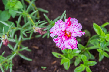 Beautiful flowers outside in the flowerbed