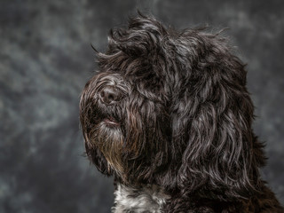 Tibetan Terrier