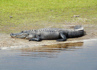 American Alligator