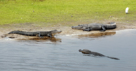 American Alligator