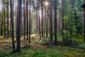 Dawn on bilberry glade in the forest 
