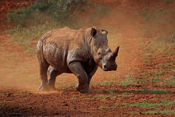 Un rhinocéros blanc (Ceratotherium simum) marche dans la poussière, Afrique du Sud.