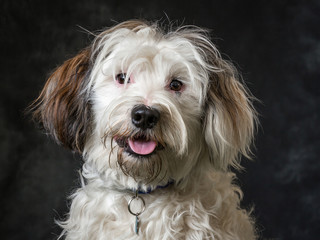 Tibetan Terrier