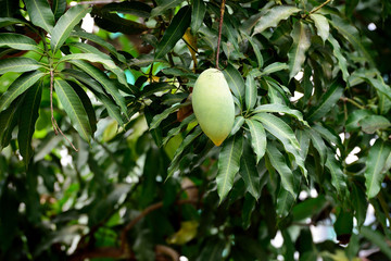 Ripe mango