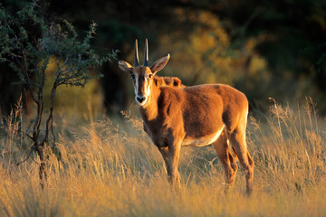 A young sable antelope (Hippotragus niger) in natural habitat, South Africa.