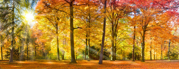 Bunter Herbstwald im Sonnenlicht - obrazy, fototapety, plakaty